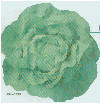Mantecosa verde