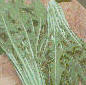 Achicorea hojas largas