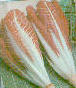 Achicorea de Trevise
